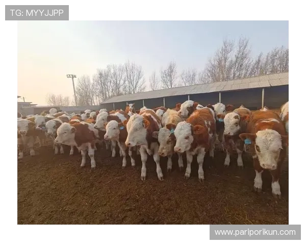 尊龙凯时手机版APP新手入门指南，详细介绍注册、登录及基本操作流程